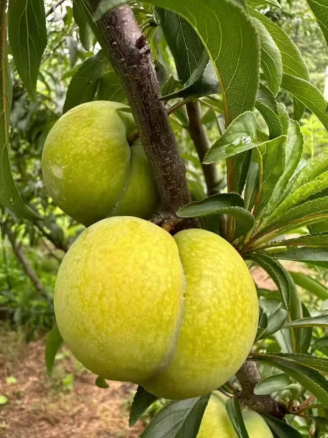 枝头成熟的蜂糖李，果皮由青绿转为浅黄